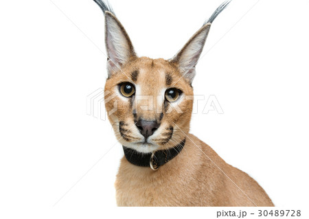 カラカル 動物 ねこ ネコの写真素材