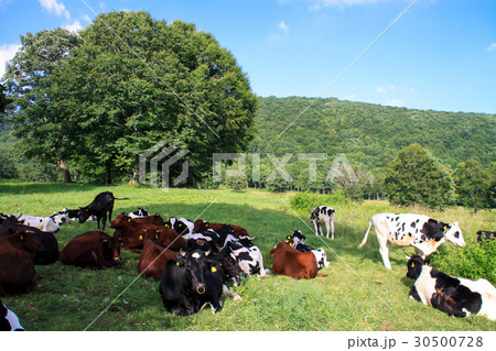 牛 ほ乳類 笹ヶ峰牧場 牧場の写真素材
