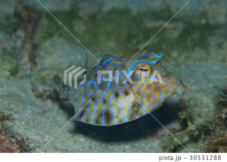 シマウミスズメ 魚 水中 海中の写真素材