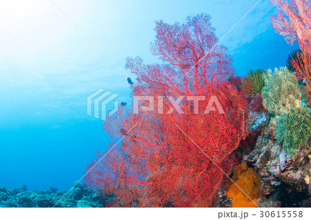 磯花 サンゴ 珊瑚 海中の写真素材