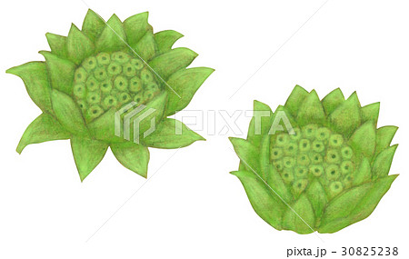 ふきのとうのイラスト素材