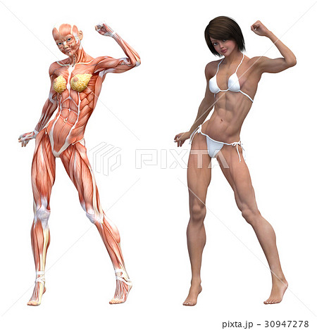 筋肉 解剖 女性 ボディービルダーの写真素材