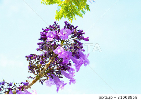 ハカランダ 花の写真素材