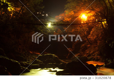 かずら橋 祖谷のかずら橋 ライトアップ 夜の写真素材