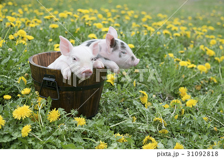 動物 子豚 たんぽぽ 豚の写真素材