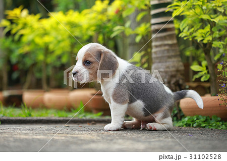 ビーグル犬 かわいい 可愛い キュートの写真素材