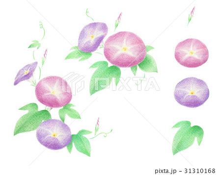 朝顔 セットのイラスト素材