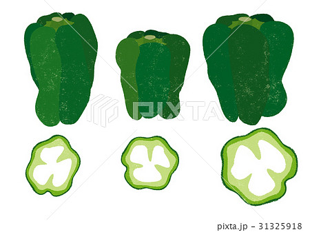 ピーマン 夏野菜 野菜 切り口のイラスト素材