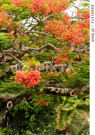沖縄県 宮古島市 花 ホウオウボクの写真素材