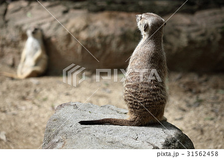 ミーアキャット かわいい 動物 後ろ姿の写真素材