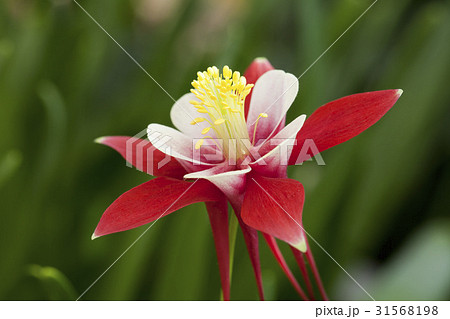 花芯 オダマキの花 野生の花 クローズアップの写真素材