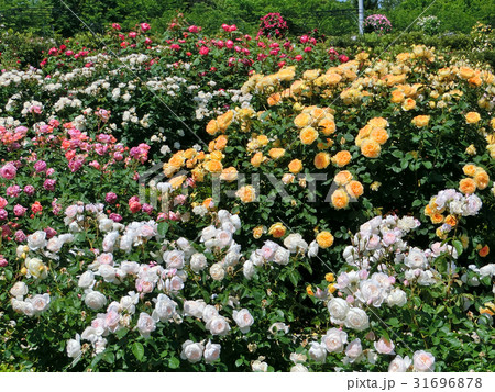 ローズ・ガーデン 薔薇 英国の庭 イングリッシュ・ローズの写真