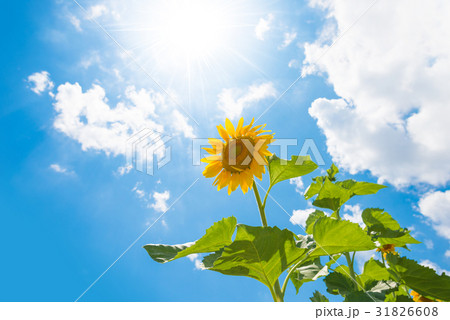 ヒマワリ 太陽 青空 夏の写真素材