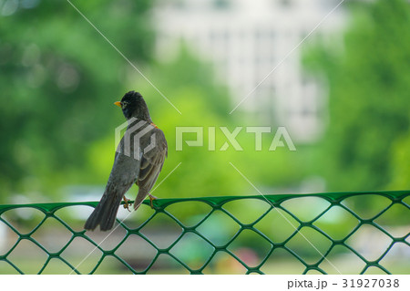 鳥 小鳥 フェンス 後ろ姿の写真素材