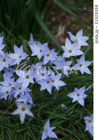 多年草 セイヨウアマナ ユリ目ユリ科イフェイオン属 球根植物の写真素材