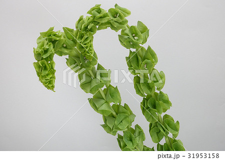 モルセラ 貝殻サルビア 切り花 切花の写真素材