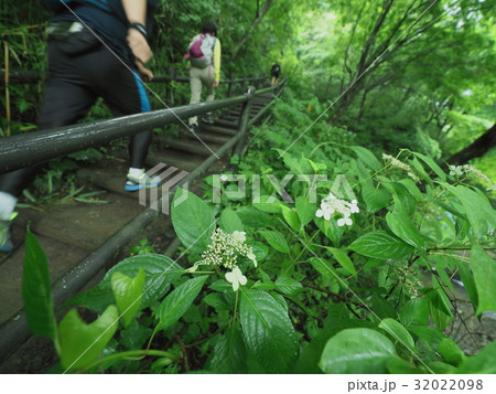 稲荷山コース 稲荷山 高尾山 紫陽花の写真素材