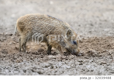 豚のしっぽの写真素材