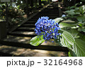 桜散る頃の紫陽花の葉 花散る石段の背景の写真素材