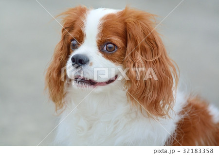 たれ耳 中型犬 犬の写真素材