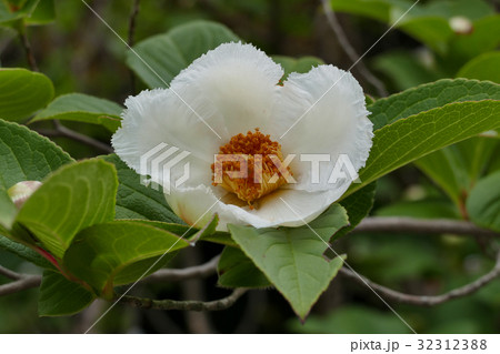 沙羅双樹 花の写真素材 - PIXTA