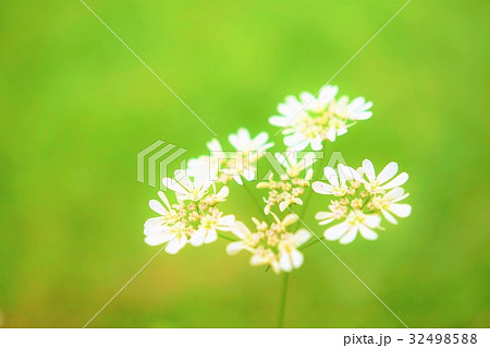 パクチーの花 コリアンダーの花 コリアンダー シラントロの写真素材