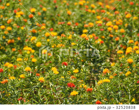 関東随一の紅花畑の写真素材