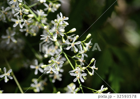 植物 ニーム インドセンダン 花の写真素材