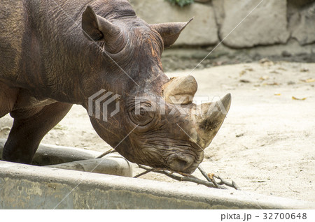 サイ 食事 クロサイ ヒガシクロサイの写真素材