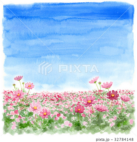 コスモス 秋桜 コスモス畑 風景画のイラスト素材 - PIXTA