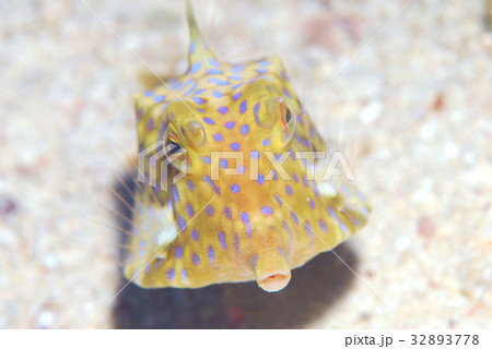魚 シマウミスズメ 海 水中の写真素材 Pixta