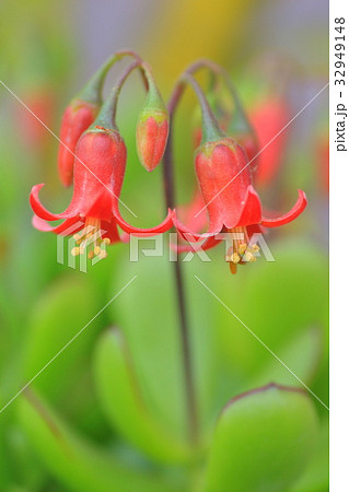 パピラリス 多肉植物 赤い花 多肉植物の赤い花の写真素材