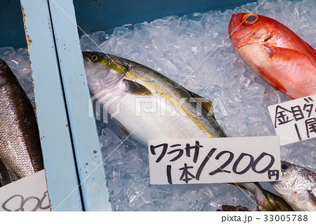 ブリの幼魚の写真素材