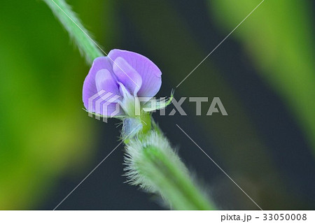 枝豆の花の写真素材
