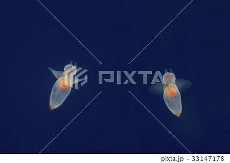 クリオネ ハダカカメガイ 動物 生物 海洋生物 漂うの写真素材