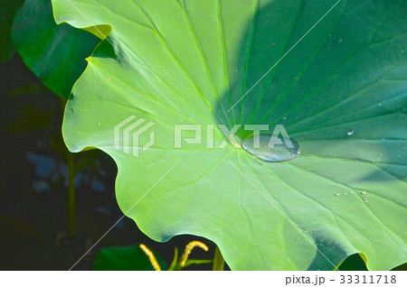 自然の風景 ハスの葉 蓮の葉 しずく 朝露 露の写真素材 - PIXTA