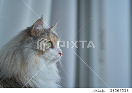 ノルウェージャンフォレストキャット 猫 横顔 動物の写真素材