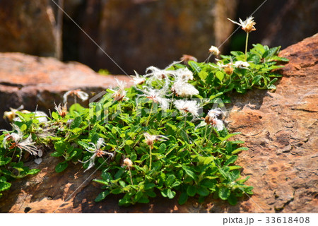 綿毛 植物 長之助草 チョウノスケソウの写真素材