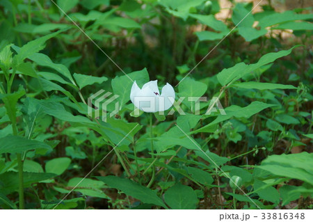 山芍薬 ヤマシャクヤク 花言葉は 恥じらい の写真素材