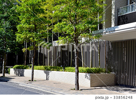 マンションの植込み 植え込み 街路樹 樹木の写真素材 - PIXTA