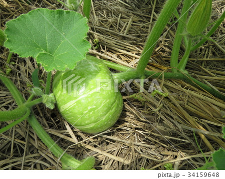 かぼちゃの成長過程の写真素材