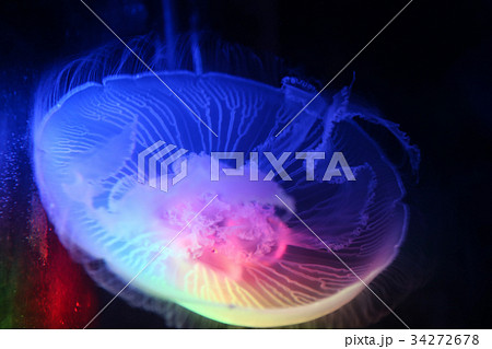 虹色クラゲの写真素材 - PIXTA