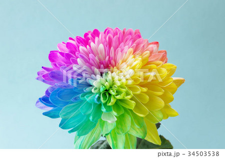 レインボー 虹色 花 菊の写真素材