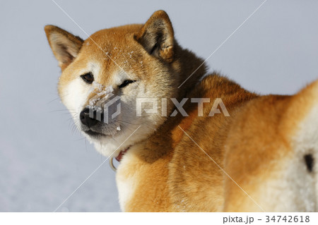 犬 後ろ 動物 柴犬の写真素材