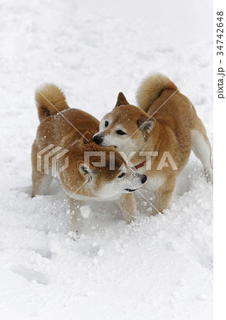 噛み付く 犬の写真素材