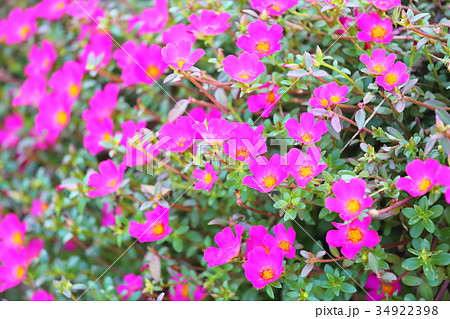 花 ポーチュラカ ピンク 背景の写真素材