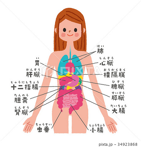 消化器官 人体 女性 内臓のイラスト素材