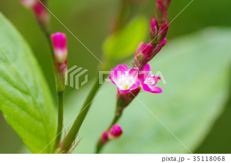 藍 赤茎小千本 花 植物の写真素材