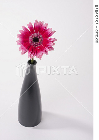 花 植物 ガーベラ 一輪挿しの写真素材