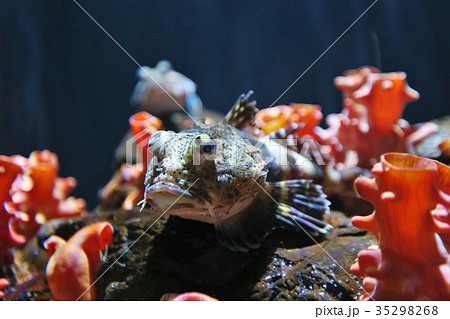 オニカジカ カジカ 魚 海水魚の写真素材